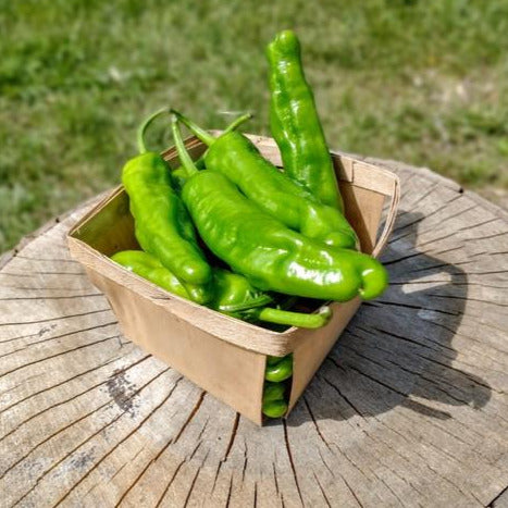Shishito peppers : pint